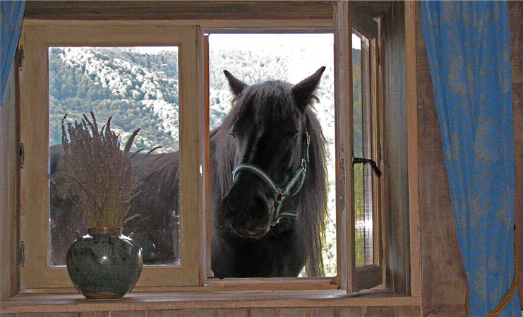 Sita notre cheval Merens